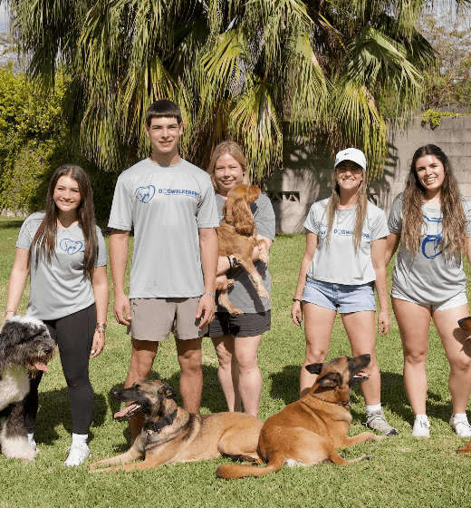 The DogWalkerPro Pack