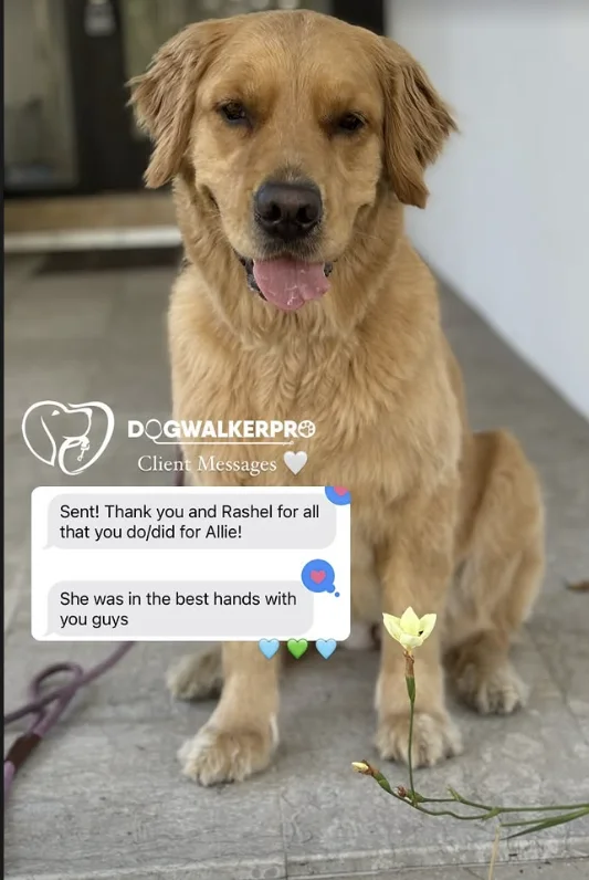 Allie: a message from their family to Dog Walker Pro
