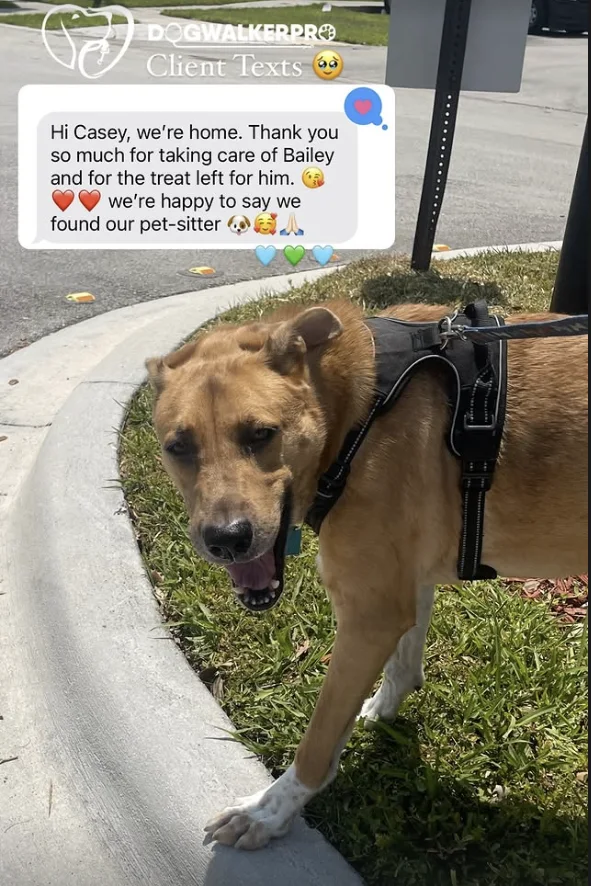 Bailey: a message from their family to Dog Walker Pro