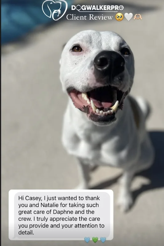 Daphne: a message from their family to Dog Walker Pro
